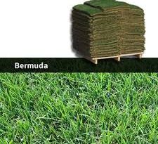Bermuda Sod Grass: All You Need To Know About