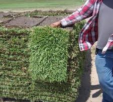 Everything You Need To Know About Pallet of Grass