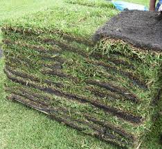 Everything You Need To Know About Pallet of Grass 
