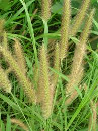 A Guide to Growing and Caring for Pennisetum Grass (Fountain Grass)