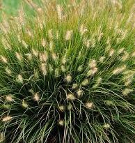 A Guide to Growing and Caring for Pennisetum Little Bunny Grass