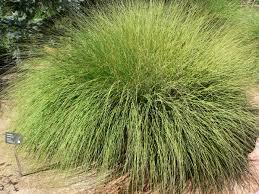 A Guide to Growing and Caring for Muhlenbergia Grass (Muhly Grass)