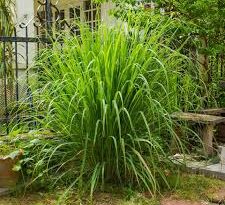 A Guide to Growing and Caring for Citronella Grass (Cymbopogon Nardus)