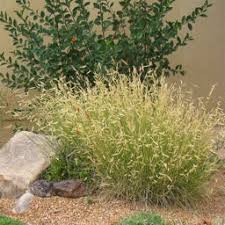 A Guide to Growing and Caring for Blonde Ambition Grass (Bouteloua Gracilis)