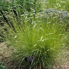 A Guide to Growing and Caring for Blonde Ambition Grass (Bouteloua Gracilis)