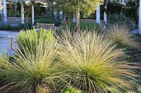 A Guide to Growing and Caring for Deer Grass (Muhlenbergia Rigens ...