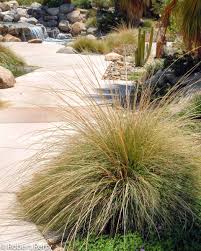 A Guide to Growing and Caring for Deer Grass (Muhlenbergia Rigens)