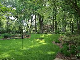 Everything You Need To Know About Shade Grass