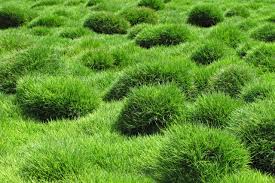 Everything You Need To Know About Shade Grass Everything You Need To Know About Shade Grass