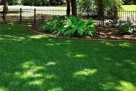 Everything You Need To Know About Shade Grass Everything You Need To Know About Shade Grass