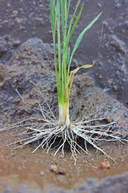 Rice Roots