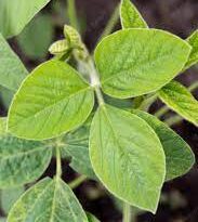 Soybean Leaves