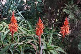 Aloe Vera Flowers