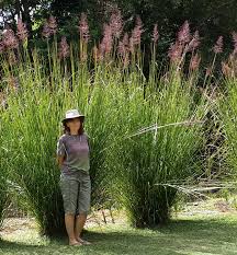 A Guide to Growing and Caring for Vetiver Grass (Chrysopogon Zizanioides)