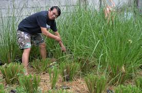 A Guide to Growing and Caring for Vetiver Grass (Chrysopogon Zizanioides)