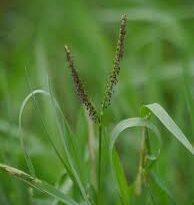 A Guide to Growing and Caring for Paspalum Grass (Paspalum)