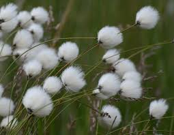A Guide to Growing and Caring for Cotton Grass (Eriophorum)