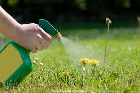 Everything You Need To Know About Best Grass Killer