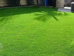 A Guide to Growing and Caring for Marathon Grass (Zoysia Matrella)