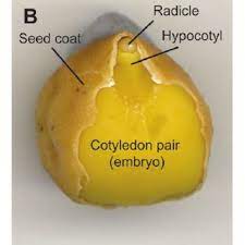 Chickpea/Gram pea Cotyledons