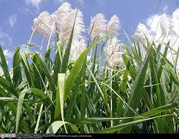 Sugarcane Inflorescence