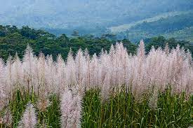 Sugarcane Inflorescence