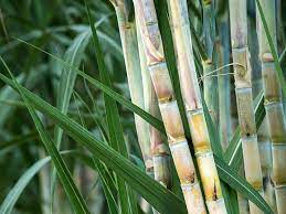 Sugarcane Glumes