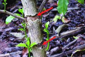 Coffee Stems