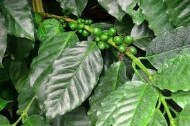Coffee Leaves: Economic Importance, Uses and By-Products