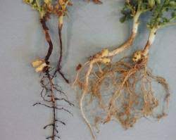 Chickpea/Gram Pea Lateral Roots