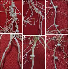 Chickpea/Gram Pea Nodules: Economic Importance, Uses and By-Products Chickpea/Gram Pea Nodules