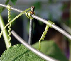 Cucumber Vines or Tendrils: Economic Importance, Uses and By-Products Cucumber Vines or Tendrils
