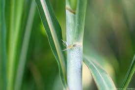 Sugarcane Leaf blades: