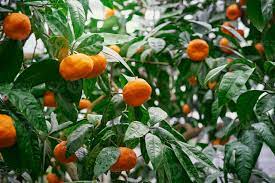 Tangerine and Mandarin Branches