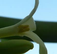  PawPaw/Papaya Stamen