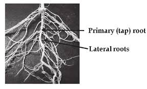 Soybean Lateral roots: Economic Importance, Uses and By-Products Soybean Lateral roots