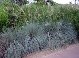 A Guide to Growing and Caring for Helictotrichon Sempervirens (Blue Oat Grass)
