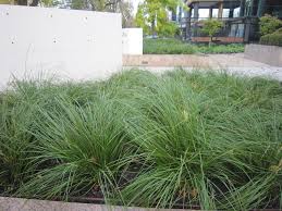 A Guide to Growing and Caring for Lomandra Grass (Lomandra Spp)