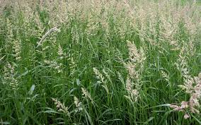 A Guide to Growing and Caring for Phalaris Grass (Phalaris Arundinacea)