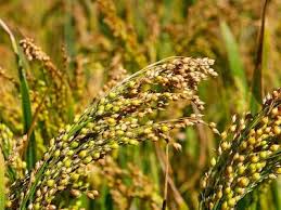 A Guide to Growing and Caring for Millet Grass (Panicum Miliaceum)