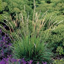 A Guide to Growing and Caring for Autumn Moor Grass (Sesleria Autumnalis) 