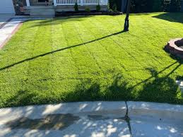 A Guide to Growing and Caring For Zenith Zoysia Grass