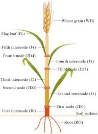 Wheat Internodes