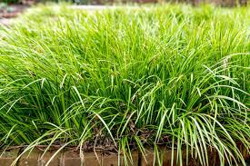 A Guide to Growing and Caring for Acorus Ogon Grass (Variegated Sweet Flag)