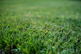 A Guide to Growing and Caring For Zenith Zoysia Grass