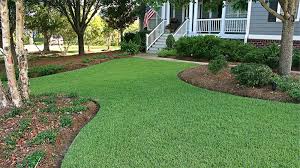All You Need To Know About Zoysia Grass Sod