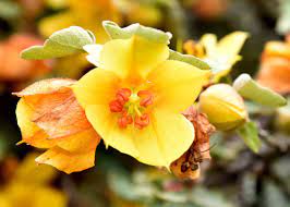 10 Medicinal Health Benefits of Fremontodendron californicum (California flannelbush)