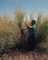 All You Need To Know About Panic Grass (Dichanthelium Spp)