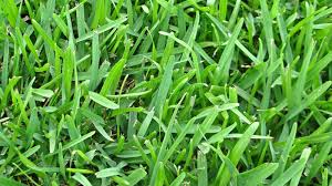 A Guide to Growing and Caring For St Augustine Grass (Stenotaphrum Secundatum)