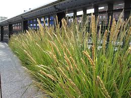 A Guide to Growing and Caring for Autumn Moor Grass (Sesleria Autumnalis) 